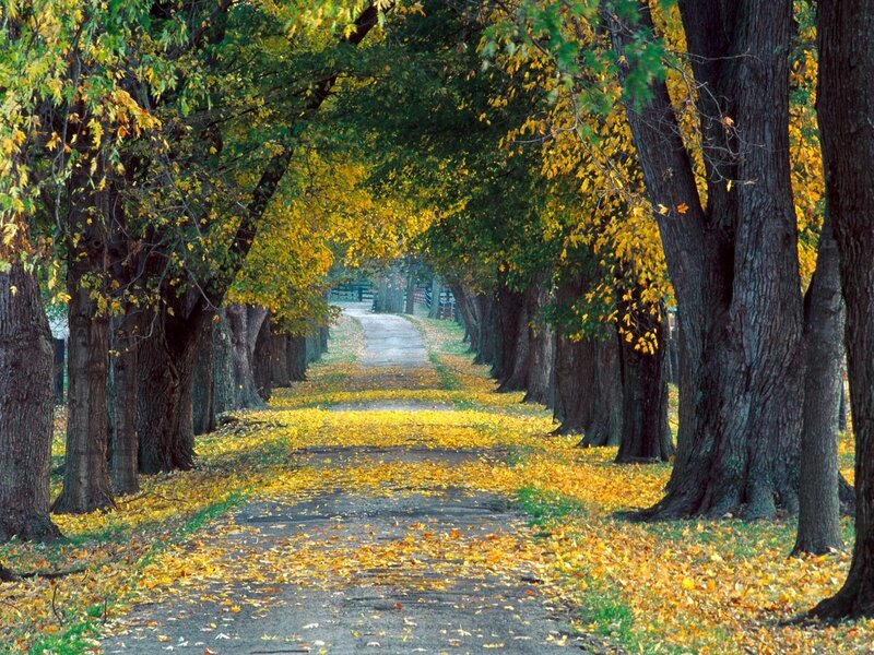 Tree-lined Path in Autumn — Yellow, Photograph