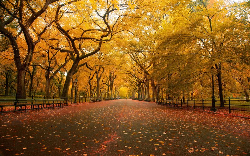 Tree-lined Path in Autumn — Yellow, Serene, Photograph, Benches