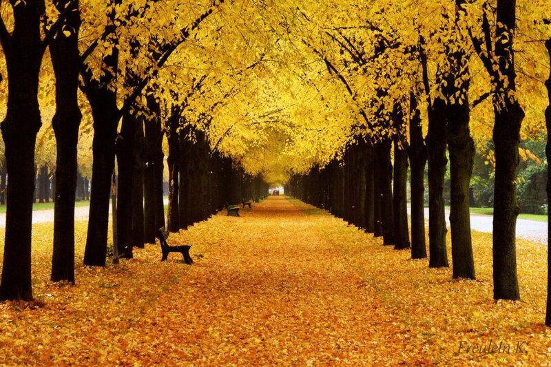 Tree-lined Path in Autumn — Yellow, Serene, Photograph, Leaves