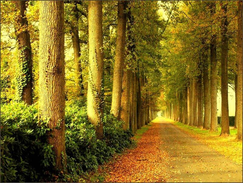 Tree-lined Path in Autumn — Yellow, Serene, Photograph
