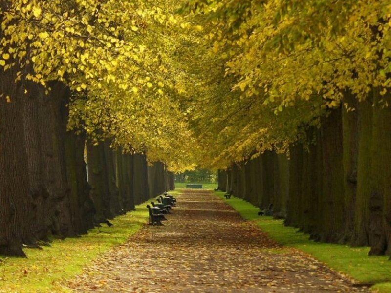 Tree-lined Path in Autumn — Yellow, Serene, Photograph, Trees, Benches
