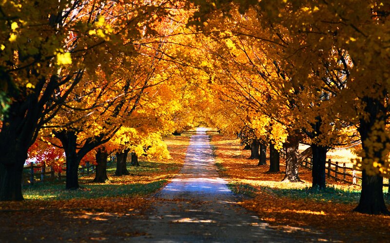 Tree-lined Path in Autumn — Yellow, Serene, Photograph, Trees, Fallen Leaves, Fence