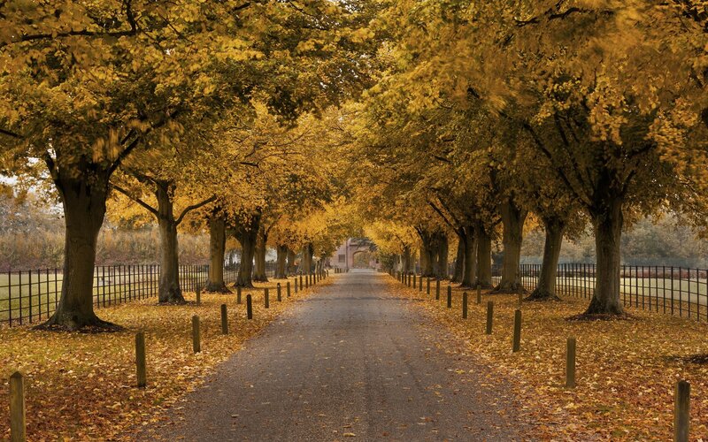 Tree-lined Path in Autumn — Yellow, Serene, Photograph, Trees, Fence, Leaves, Brown