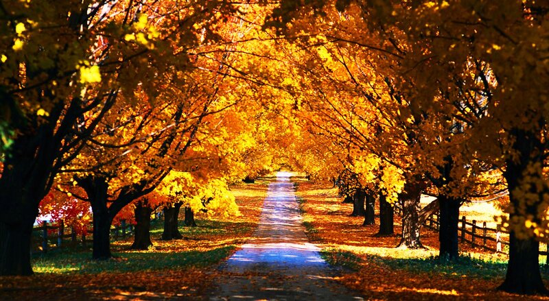 Tree-lined Path in Autumn — Yellow, Serene, Photograph, Trees, Fence, Leaves
