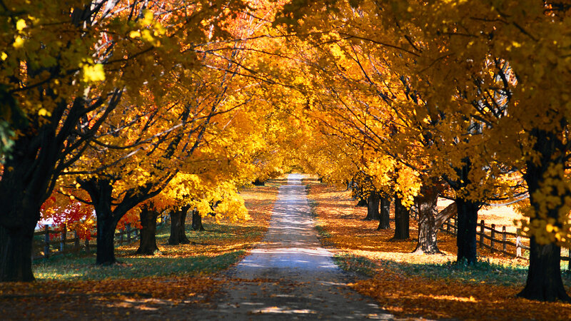 Tree-lined Path in Autumn — Yellow, Serene, Photograph, Trees, Fence