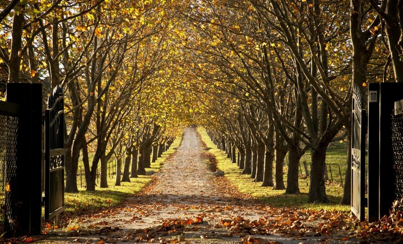 Tree-lined Path in Autumn — Yellow, Serene, Photograph, Trees, Gate