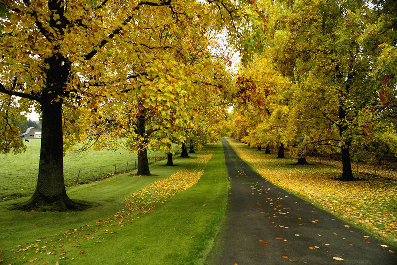 Tree-lined Path in Autumn — Yellow, Serene, Photograph, Trees, Grass
