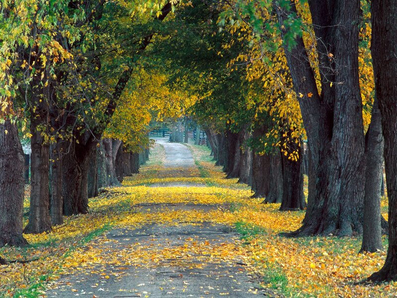 Tree-lined Path in Autumn — Yellow, Serene, Photograph, Trees, Leaves, Fence