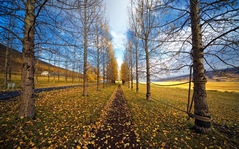 Tree-lined Path in Autumn — Yellow, Serene, Photograph, Trees, Leaves, Field