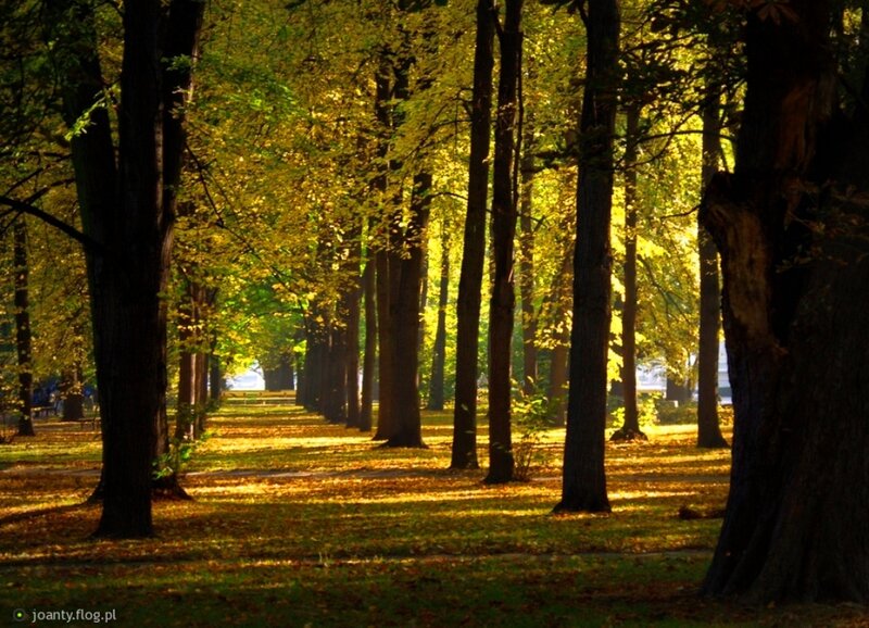 Tree-lined Path in Autumn — Yellow, Serene, Photograph, Trees, Leaves, Sunlight