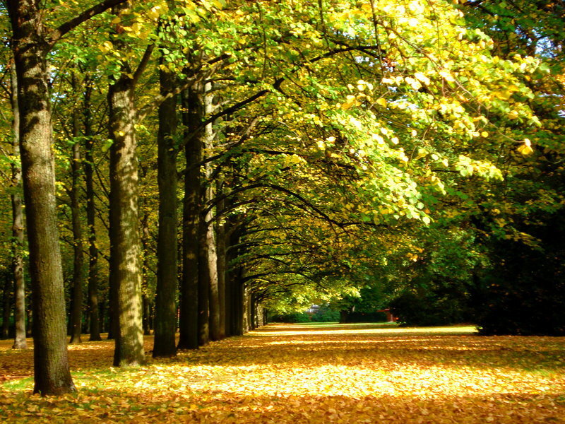 Tree-lined Path in Autumn — Yellow, Serene, Photograph, Trees, Leaves