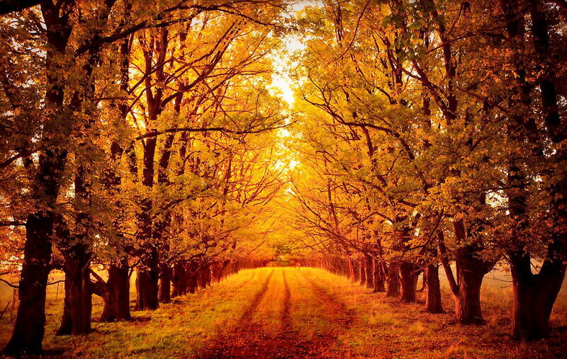 Tree-lined Path in Autumn — Yellow, Serene, Photograph, Trees, Sunlight