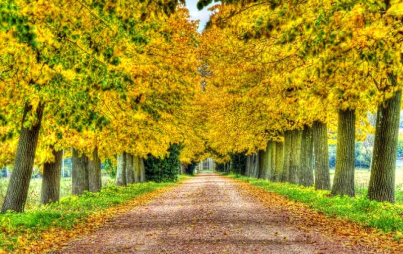 Tree-lined Path in Autumn — Yellow, Serene, Photograph, Trees