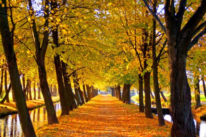Tree-lined Path in Autumn — Yellow, Serene