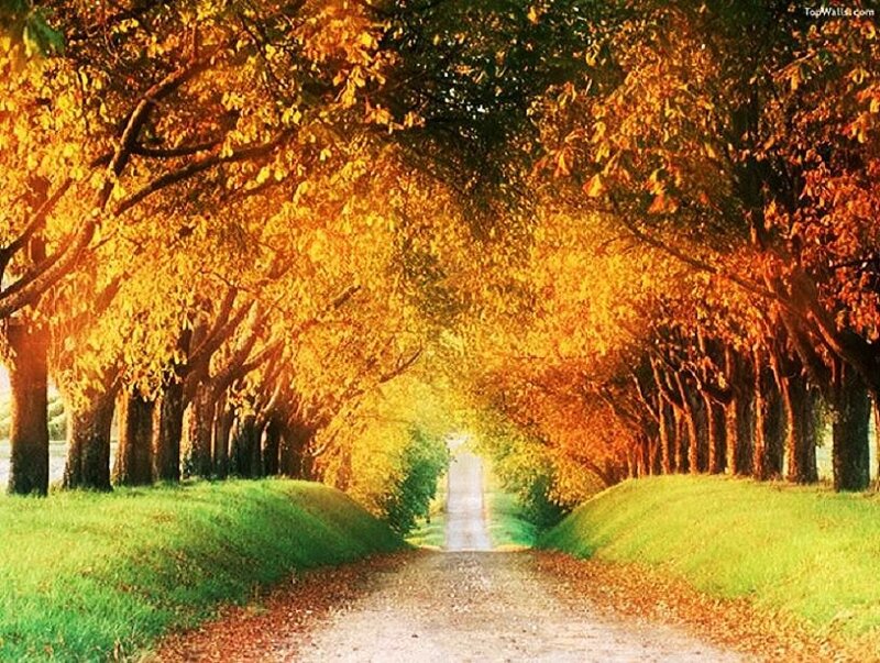 Tree-lined Path in Autumn — Yellow