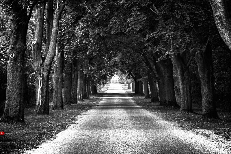 Tree-lined path in black and white