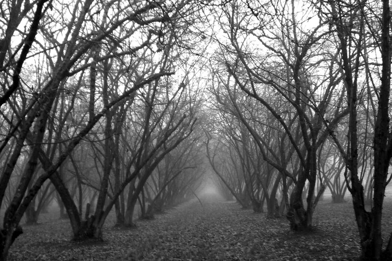 Tree-lined Path in Fog — Black, Mysterious