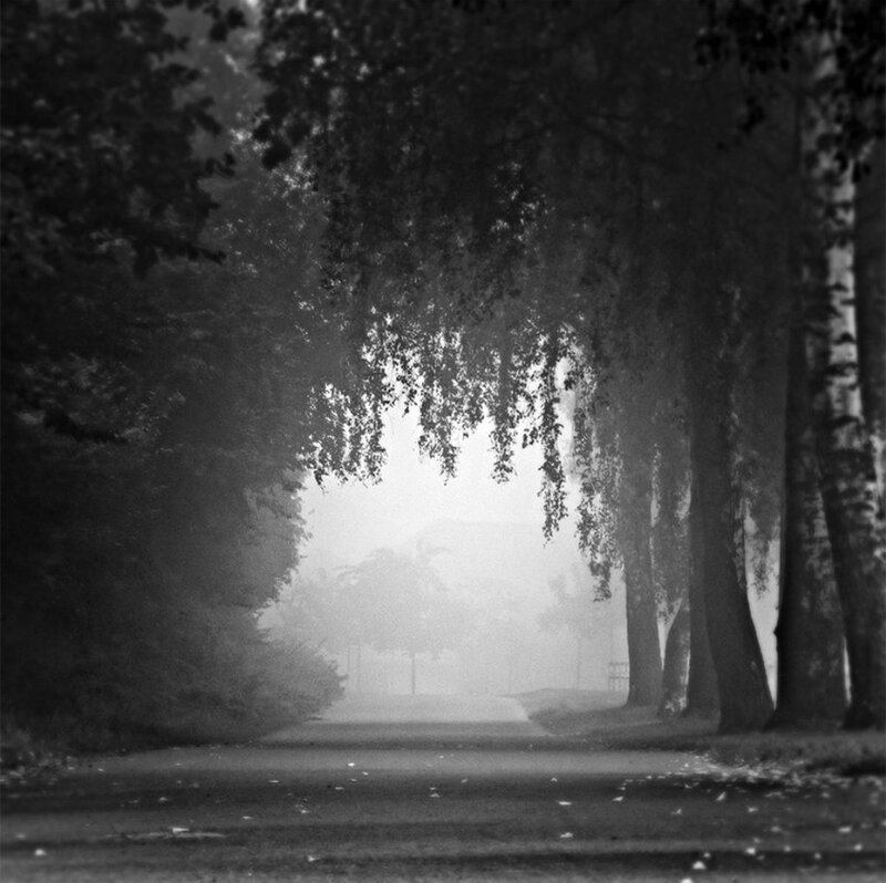 Tree-lined Path in Fog — Black