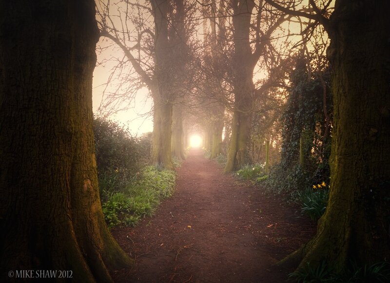 Tree-lined Path in Fog — Brown, Serene