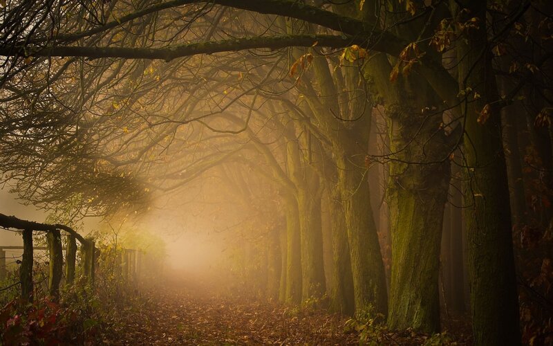 Tree-lined Path in Fog — Brown