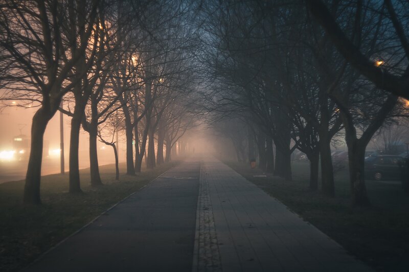 Tree-lined Path in Fog — Gray