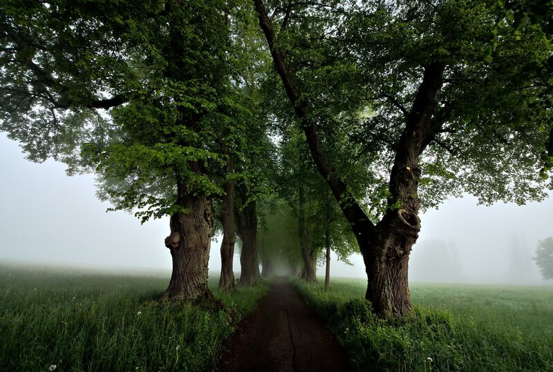 Tree-lined Path in Fog — Green, Misty