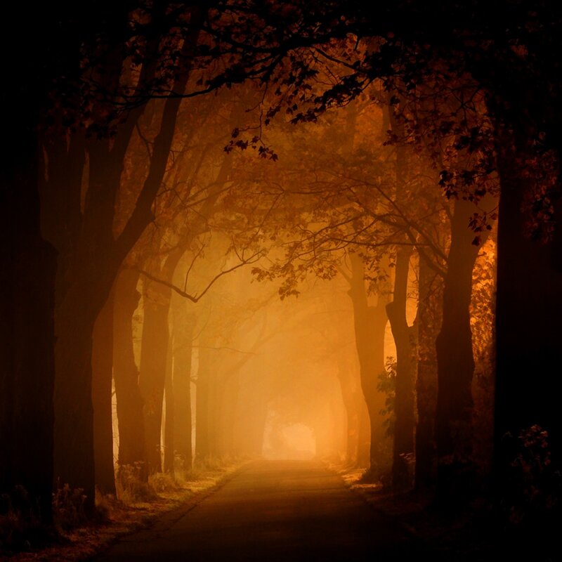 Tree-lined Path in Fog — Orange