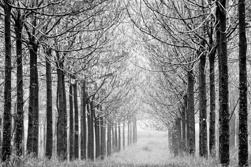 Tree-lined path in fog