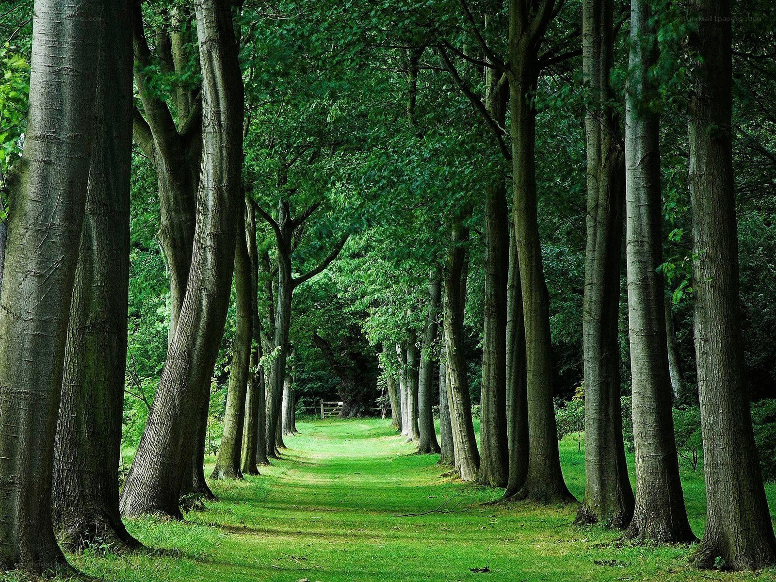 Tree-lined path in forest