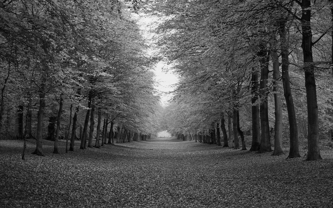 Tree-lined path in forest