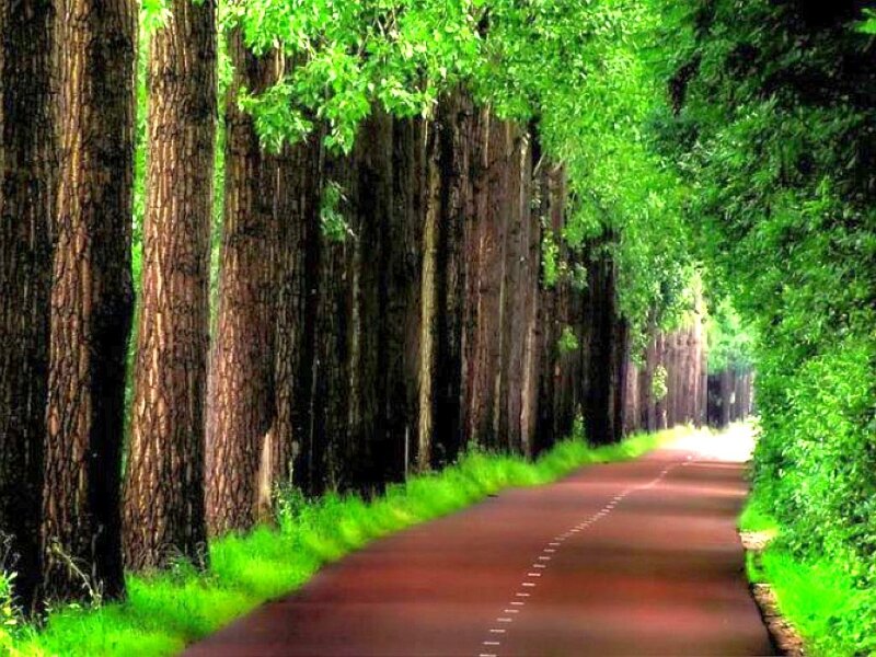 tree-lined path in forest