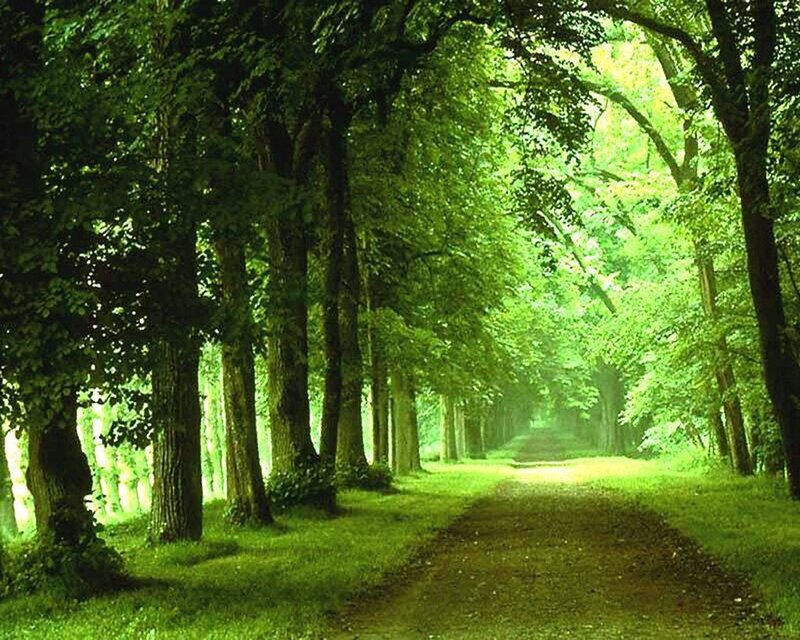 Tree-lined Path in Forest — Afternoon