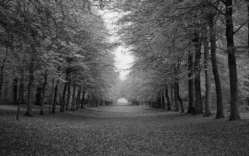 Tree-lined Path in Forest — Black