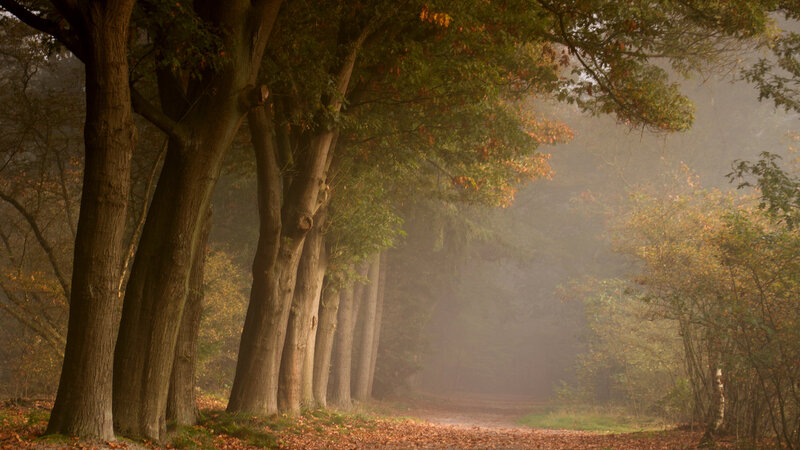 Tree-lined Path in Forest — Brown, Misty