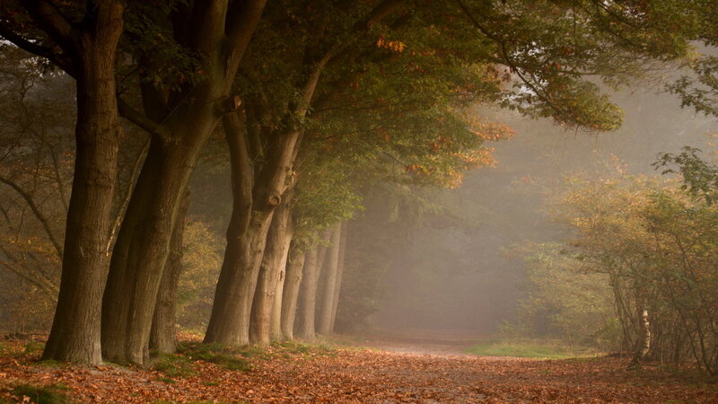 Tree-lined Path in Forest — Brown, Serene