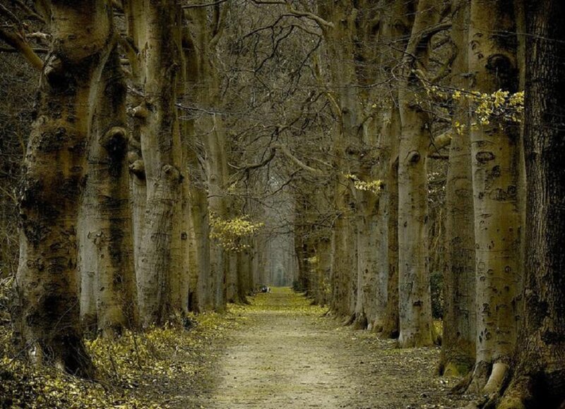 Tree-lined Path in Forest — Brown