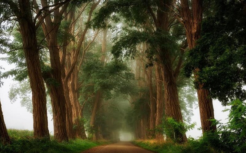 Tree-lined Path in Forest — Green, Misty, Morning