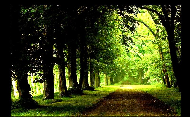 Tree-lined Path in Forest — Green, Serene, Afternoon, Photograph