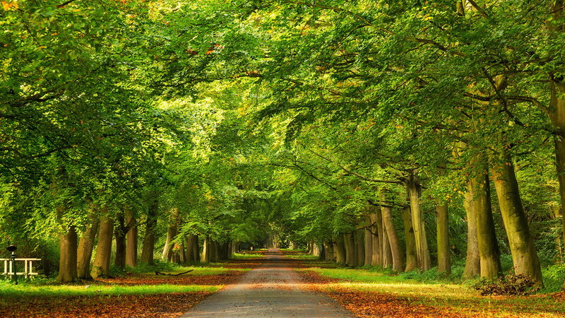 Tree-lined Path in Forest — Green, Serene, Afternoon, Photograph, Trees, Bench
