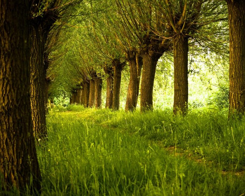 Tree-lined Path in Forest — Green, Serene, Afternoon, Photograph, Trees, Grass