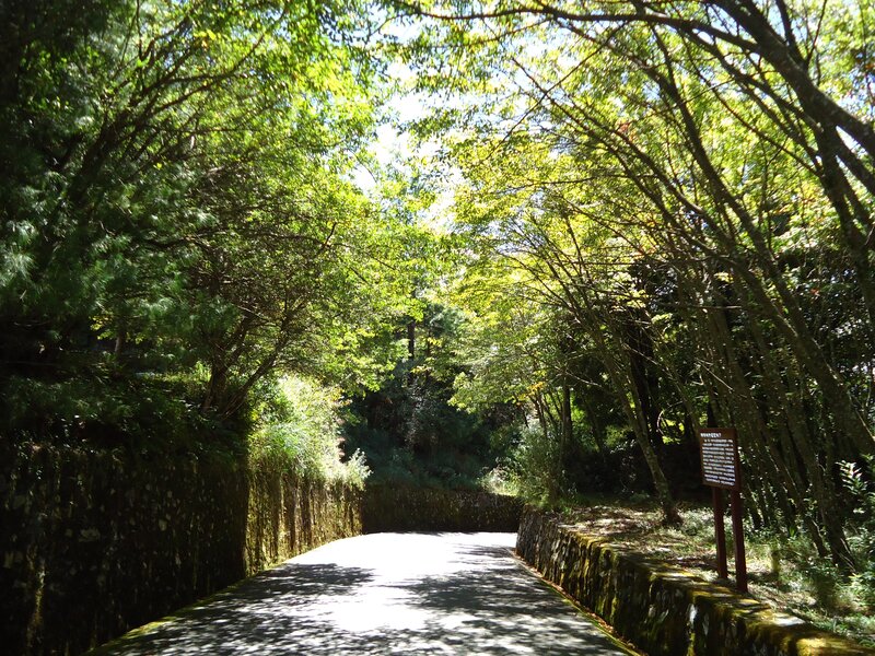 Tree-lined Path in Forest — Green, Serene, Afternoon, Photograph, Trees, Signpost
