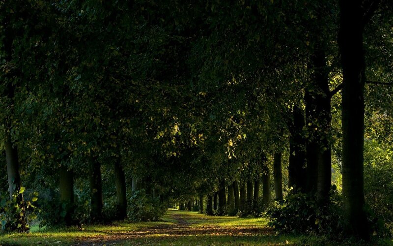 Tree-lined Path in Forest — Green, Serene, Afternoon, Photograph, Trees, Sunlight