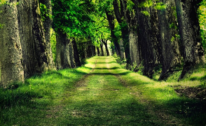 Tree-lined Path in Forest — Green, Serene, Afternoon, Photograph, Trees