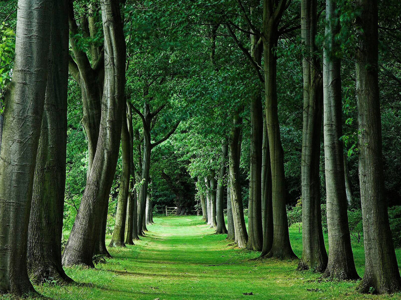 Tree-lined Path in Forest — Green, Serene, Afternoon
