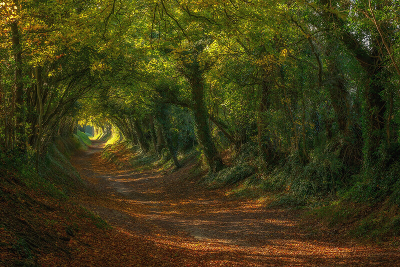 Tree-lined Path in Forest — Green, Serene, Autumn