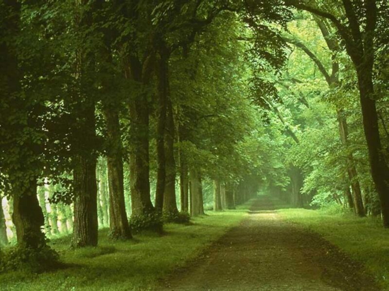 Tree-lined Path in Forest — Green, Serene, Morning