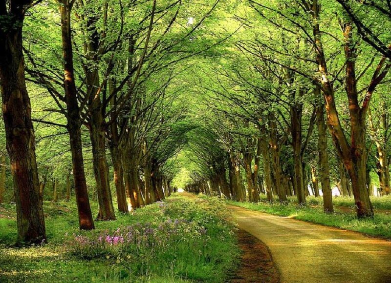 Tree-lined Path in Forest — Green, Serene