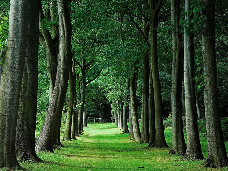 Tree-lined Path in Forest — Photograph