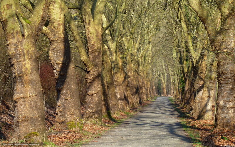 Tree-lined path in forest
