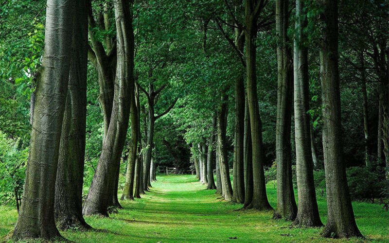 Tree-lined Path in Forest — Trees